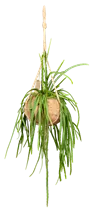 Lepismium bolivianum - Blattkaktus Lepismium bolivianum - Blattkaktus