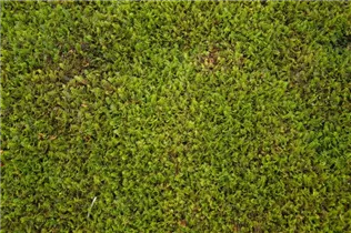 Leptinella squalida - Brauner Fiederteppich