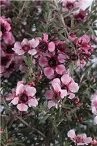 Leptospermum scoparium - Südseemyrte Leptospermum scoparium - Südseemyrte