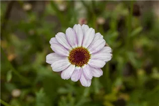Leucanthemum hosmariense 'African Rose' - Marokko Margerite 'African Rose' Leucanthemum hosmariense 'African Rose' - Marokko Margerite 'African Rose'
