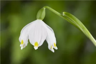 Leucojum vernum - Frühlings-Knotenblume Leucojum vernum - Frühlings-Knotenblume