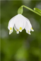 Leucojum vernum - Frühlings-Knotenblume Leucojum vernum - Frühlings-Knotenblume