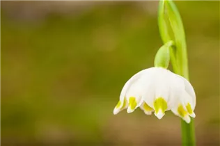 Leucojum vernum - Frühlings-Knotenblume Leucojum vernum - Frühlings-Knotenblume