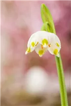 Leucojum vernum - Frühlings-Knotenblume Leucojum vernum - Frühlings-Knotenblume