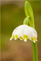 Leucojum vernum - Frühlings-Knotenblume Leucojum vernum - Frühlings-Knotenblume