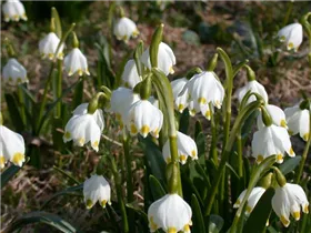 Leucojum vernum - Frühlings-Knotenblume Leucojum vernum - Frühlings-Knotenblume