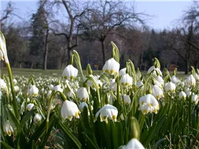 Leucojum vernum - Frühlings-Knotenblume Leucojum vernum - Frühlings-Knotenblume