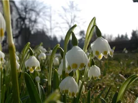 Leucojum vernum - Frühlings-Knotenblume Leucojum vernum - Frühlings-Knotenblume