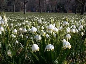 Leucojum vernum - Frühlings-Knotenblume Leucojum vernum - Frühlings-Knotenblume