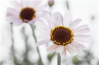 Leucanthemum hosmariense 'African Spring 2016' - Marokko Margerite 'African Spring' Leucanthemum hosmariense 'African Spring 2016' - Marokko Margerite 'African Spring'