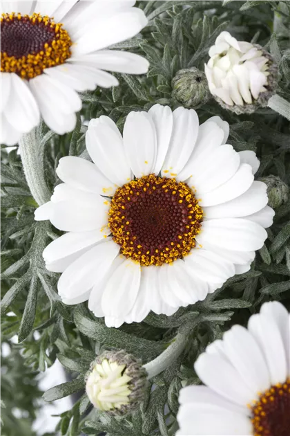 Marokko Margerite 'African Spring', Leucanthemum hosmariense 'African  Spring 2016'