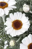 Leucanthemum hosmariense 'African Spring 2016' - Marokko Margerite 'African Spring' Leucanthemum hosmariense 'African Spring 2016' - Marokko Margerite 'African Spring'