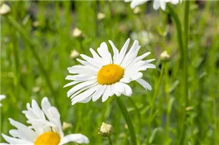 Leucanthemum vulgare 'Maikönigin' - Kleine Garten-Margerite 'Maikönigin'