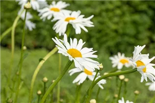 Leucanthemum vulgare 'Maikönigin' - Kleine Garten-Margerite 'Maikönigin'