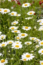 Leucanthemum x superbum - Großblumige Garten-Margerite