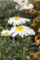 Leucanthemum x superbum - Großblumige Garten-Margerite