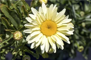 Leucanthemum x superbum - Großblumige Garten-Margerite