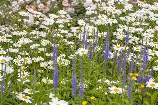 Leucanthemum x superbum - Großblumige Garten-Margerite