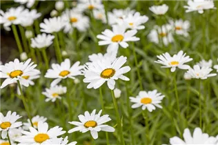 Leucanthemum x superbum - Großblumige Garten-Margerite