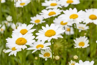 Leucanthemum x superbum - Großblumige Garten-Margerite
