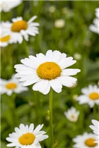 Leucanthemum x superbum - Großblumige Garten-Margerite