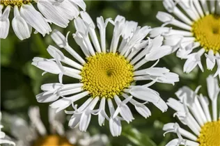 Leucanthemum x superbum - Großblumige Garten-Margerite