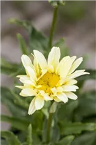 Leucanthemum x superbum 'Banana Cream' - Garten-Margerite