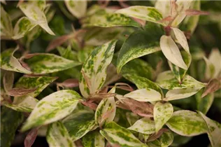 Leucothoe walteri 'Makijaz'(s) - Traubenmyrte 'Makijaz'(s)