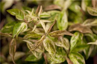 Leucothoe walteri 'Makijaz'(s) - Traubenmyrte 'Makijaz'(s)