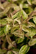 Leucothoe walteri 'Makijaz'(s) - Traubenmyrte 'Makijaz'(s)