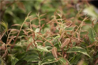 Leucothoe walteri 'Makijaz'(s) - Traubenmyrte 'Makijaz'(s)