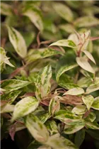 Leucothoe walteri 'Makijaz'(s) - Traubenmyrte 'Makijaz'(s)