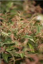 Leucothoe walteri 'Makijaz'(s) - Traubenmyrte 'Makijaz'(s)