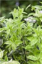 Leucothoe walteri 'Makijaz'(s) - Traubenmyrte 'Makijaz'(s)