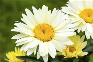 Leucanthemum x superbum 'Broadway Lights'® - Großblumige Garten-Margerite 'Broadway Lights'®