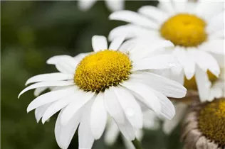 Leucanthemum x superbum 'Broadway Lights'® - Großblumige Garten-Margerite 'Broadway Lights'®