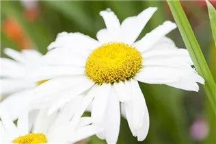 Leucanthemum x superbum 'Broadway Lights'® - Großblumige Garten-Margerite 'Broadway Lights'®