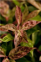 Leucothoe walteri 'Rainbow' - Traubenmyrte 'Rainbow'