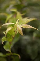 Leucothoe walteri 'Rainbow' - Traubenmyrte 'Rainbow'