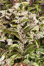 Leucothoe walteri 'Rainbow' - Traubenmyrte 'Rainbow'