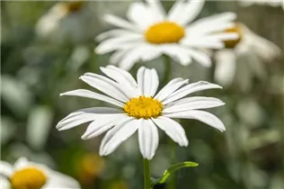 Leucanthemum x superbum 'Gruppenstolz' - Großblumige Garten-Margerite 'Gruppenstolz'