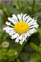 Leucanthemum x superbum 'LaCrosse' - Großblumige Garten-Margerite 'LaCrosse'