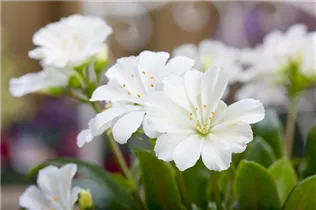 Lewisia cotyledon 'Eldora' - Garten-Bitterwurz 'Eldora' Lewisia cotyledon 'Eldora' - Garten-Bitterwurz 'Eldora'