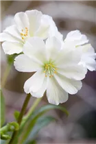 Lewisia cotyledon 'Eldora' - Garten-Bitterwurz 'Eldora' Lewisia cotyledon 'Eldora' - Garten-Bitterwurz 'Eldora'