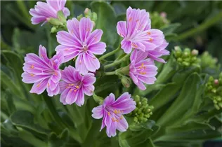 Lewisia cotyledon 'Mountain Dreams' - Lewisia cotyledon 'Mountain Dreams' Lewisia cotyledon 'Mountain Dreams' - Lewisia cotyledon 'Mountain Dreams'