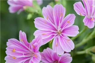 Lewisia cotyledon 'Mountain Dreams' - Lewisia cotyledon 'Mountain Dreams' Lewisia cotyledon 'Mountain Dreams' - Lewisia cotyledon 'Mountain Dreams'