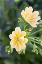 Lewisia cotyledon 'Mountain Dreams' - Lewisia cotyledon 'Mountain Dreams' Lewisia cotyledon 'Mountain Dreams' - Lewisia cotyledon 'Mountain Dreams'