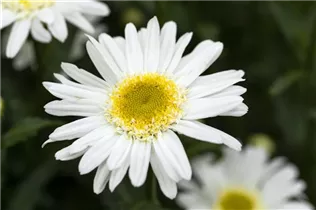 Leucanthemum x superbum 'Sweet Daisy' - Großblumige Margerite 'Sweet Daisy' Leucanthemum x superbum 'Sweet Daisy' - Großblumige Margerite 'Sweet Daisy'