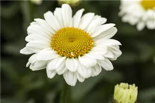 Leucanthemum x superbum 'Sweet Daisy' - Großblumige Margerite 'Sweet Daisy' Leucanthemum x superbum 'Sweet Daisy' - Großblumige Margerite 'Sweet Daisy'
