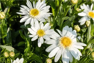 Leucanthemum x superbum 'Sweet Daisy' - Großblumige Margerite 'Sweet Daisy' Leucanthemum x superbum 'Sweet Daisy' - Großblumige Margerite 'Sweet Daisy'